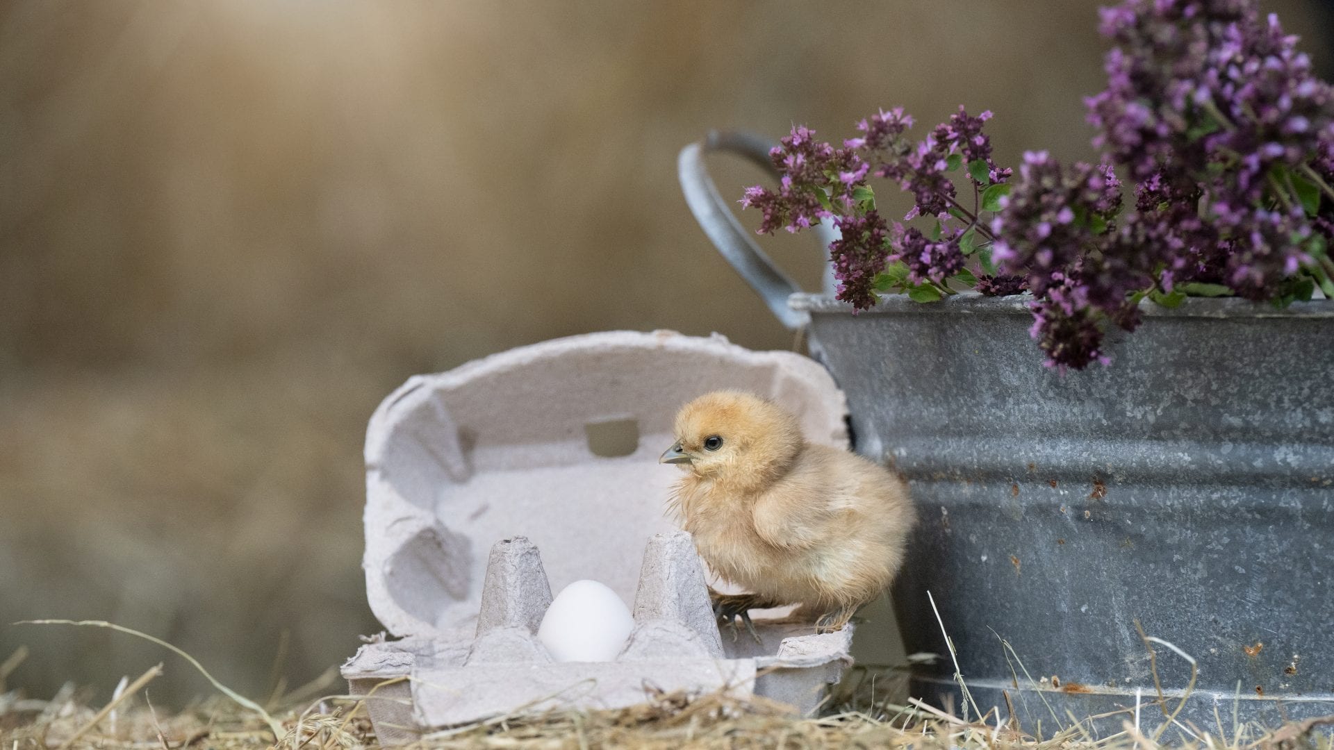 Osterküken neben Eierkarton und Blumen im Wiesenhof.